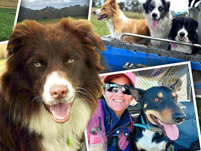 Whether they help farmers with sheep, goats or cattle, with pest control or are all rounders. We have searched high and low for the state’s most hard working dogs, and now the top five standings have been revealed. 