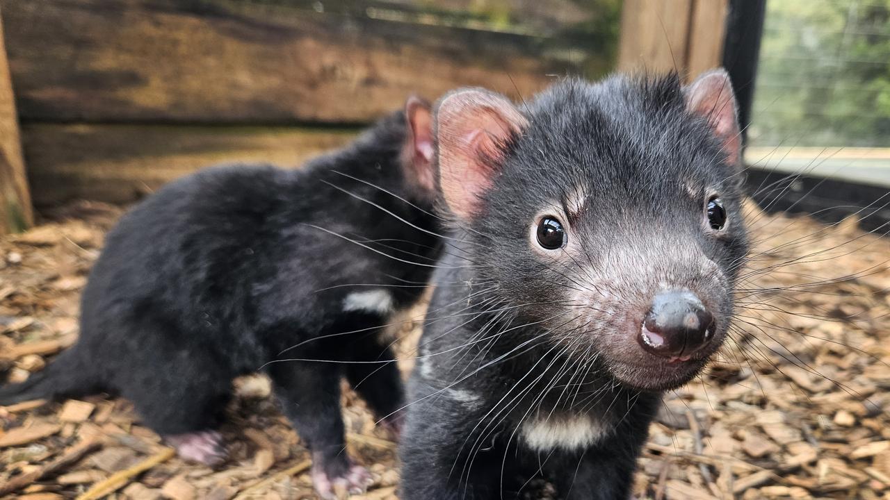 Wildcare Tasmania welcomed the donation which will support conservation efforts for the Tasmanian devil. Picture: Supplied