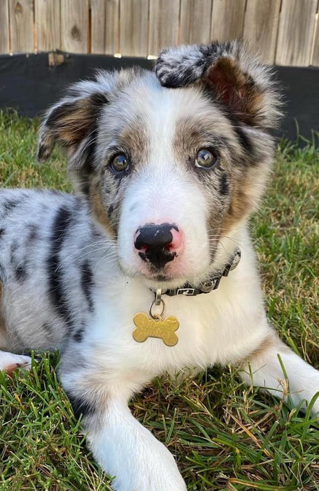 Ipswich Cutest Dog Competition 2022: Celeste Blewonski's dog #2.
