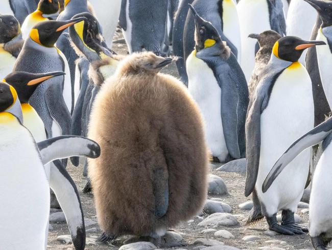 A King Penguin chick nicknamed "Pesto 2" by photographer Bec Jeffcoat who took this image on Macquarie Island where she is Station Leader. The Australian Antarctic Program - A Year in Pictures: ONE TIME USE ONLY