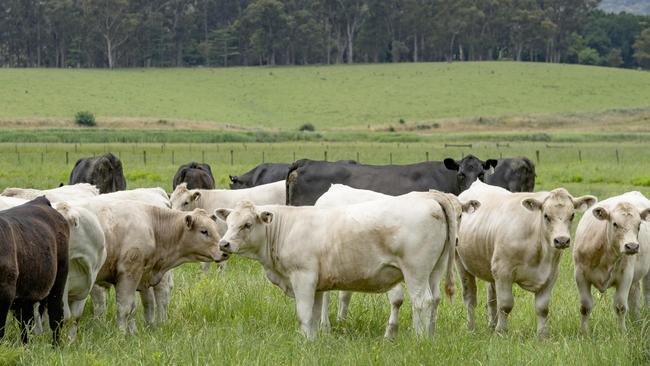 Beef producers are feeling more positive than last year. Picture: Zoe Phillips