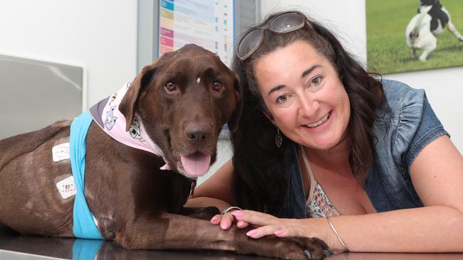 Margaret-Jane the Labrador has been at animal Emergency Service for more than 20 days after she ate a chicken skewer and had to come all the way up from Byron Bay for specialist care. Picture Glenn Hampson