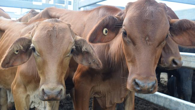 Meat processing company Teys Australia employs about 800 people at its Wagga site. Picture: File