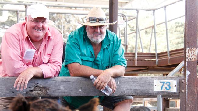 Elders agent Phil Gledhil, Holbrook entered the weaner market at Hamilton on Tuesday, pictured with client Will Cottrell.