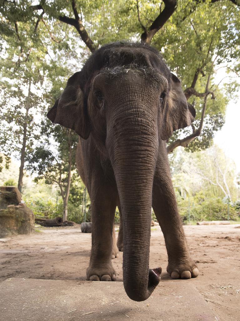 Perth Zoo Elephant, Permai. Picture: Zoos SA