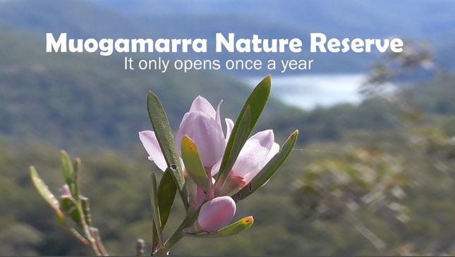 Muogamarra Nature Reserve only opens once a year