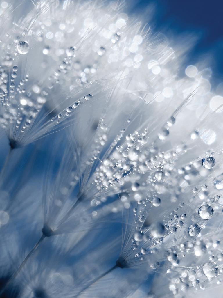 Australian Weather Calendar 2015 available online at http://shop.bom.gov.au: Melting frost on dandelion, Kambah, Australian Capital Territory. Photograph: Debbie Hartley Photography. When she lived in Kambah, ACT, Debbie Hartley took a camera out into her back yard early each morning, ‘because overnight anything can happen’. On 1 May 2011 she found a dandelion sparkling with frost. ‘When the sun comes up,’ says Debbie, ‘you’ve got to start photographing really quickly or you’re going to miss it all.’