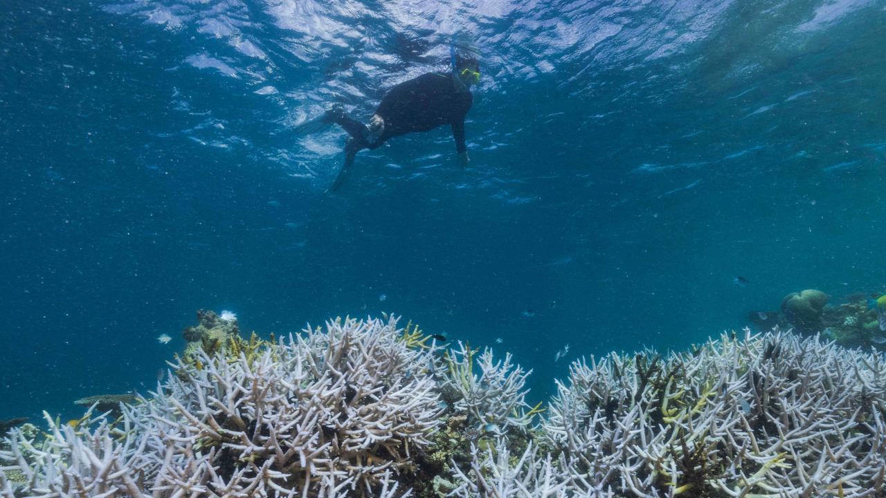 UN World Heritage Committee report could land Reef on danger list ...