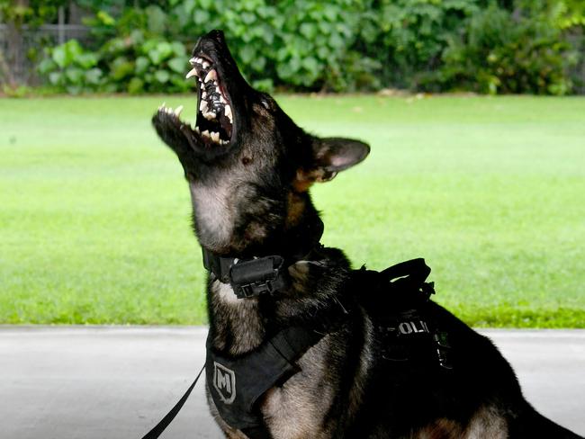 Senior Constable Liam Cooper with new General Purpose Police Dog Blitz. Picture: Evan Morgan