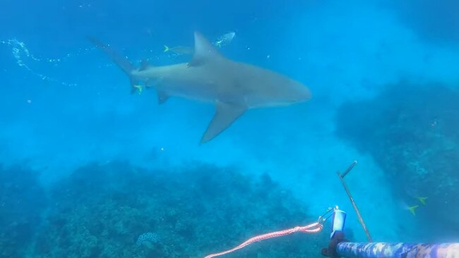 A first bull shark, estimated to be around three-metres, cruises past James Cook University student Zachary Schmidt during a spearfishing trip on the Great Barrier Reef off Hinchinbrook.