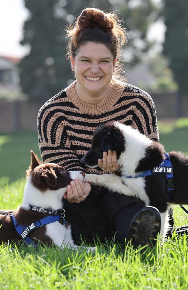 Hokey Pokey (right) and Boogie Woogie (left) are two 3-month-old border collie pups who are up for adoption, as part of Maggie's Rescue Cooperative. With them is foster carer (of Hokey), Sina Klug. Picture: Rohan Kelly