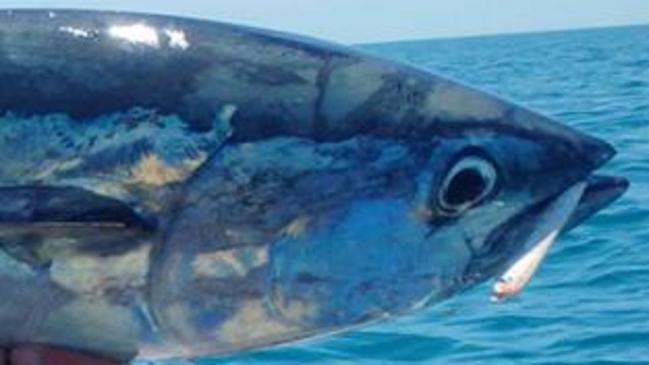 Aaron Geier with his 82cm long tail tuna caught at Lee Point fishing from a kayak