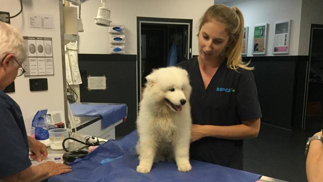 Jian Zhang pleaded guilty to animal cruelty at Southport Magistrates Court after he hit his Samoyed puppy with a stick at least 12 times. Picture: RSPCA Queensland