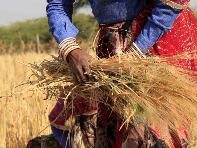 An Indian farmer harvests wheat crop in the outskirts of Ajmer in the Indian state of Rajasthan on February 24, 2018. / AFP PHOTO / HIMANSHU SHARMA