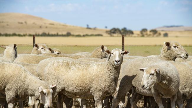 The shock collapse of the mutton market has been a talking a toll on farmer commitmen to sheep. Picture: Zoe Phillips