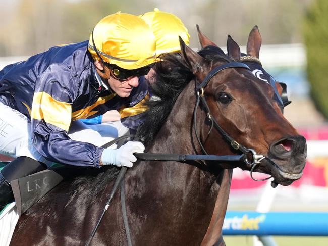 Arkansaw Kid ridden by Luke Currie wins the Evergreen Turf Regal Roller Stakes at Caulfield Racecourse on August 17, 2024 in Caulfield, Australia. (Photo by Scott Barbour/Racing Photos via Getty Images)