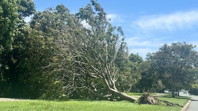 A large tree which was brought crashing down at Mermaid Waters during the storm on Saturday. Picture: Supplied.