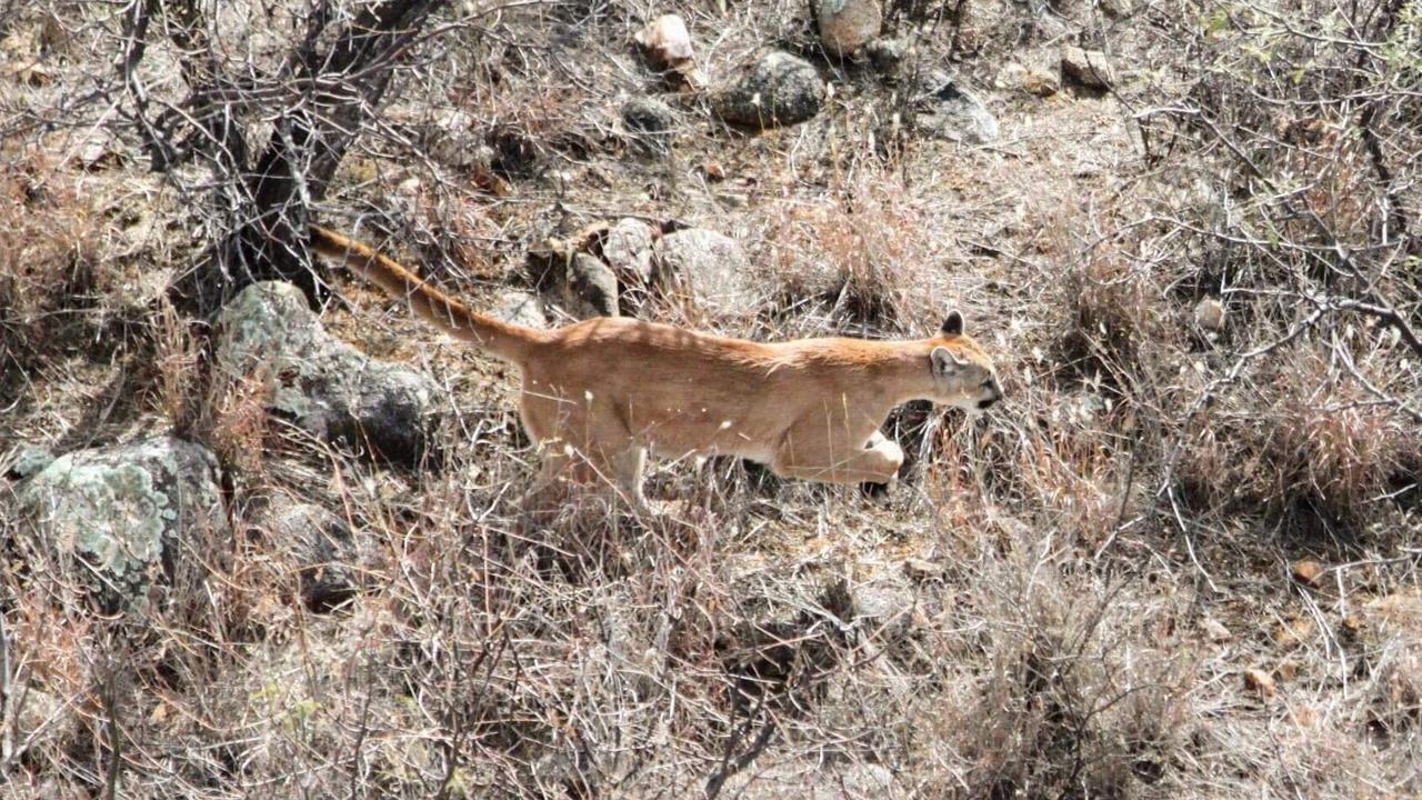 Mountain lions found feeding on human remains in Arizona shot dead ...