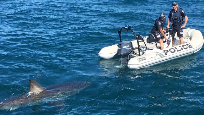 Great white shark shadows police boat on patrol at Tapley Shoal, nine ...