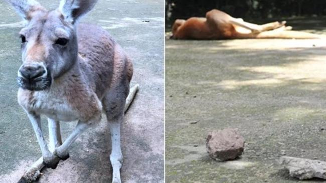 The female kangaroo (left) that was killed and (right) lying prostrate after being stoned by the missile sin the foreground.