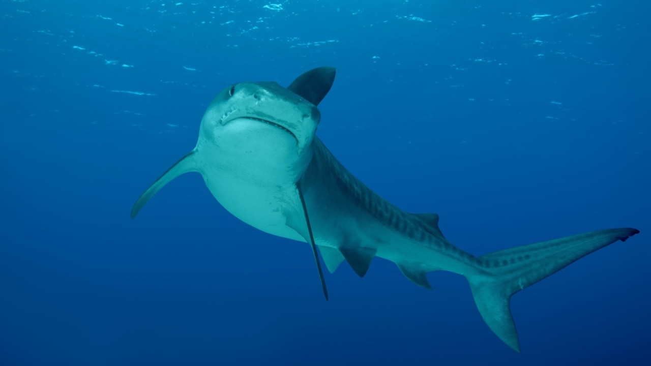 Sharp rise in shark sightings across NSW