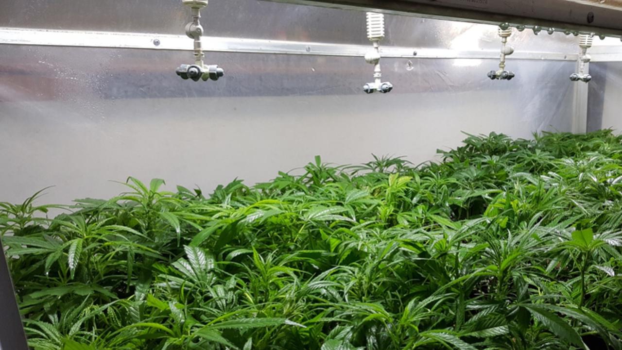 Medibis has announced plans to build a medicinal cannabis facility in Toowoomba. Picture: THC Global Source: