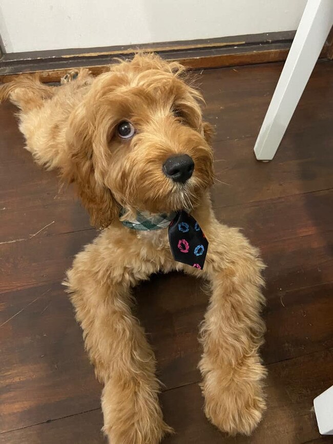 Otis- Coomera. He is so cuddly and placid. He loves all the attention and playing with all his favourite toys. He particularly loves his hoomans socks and doing zoomies