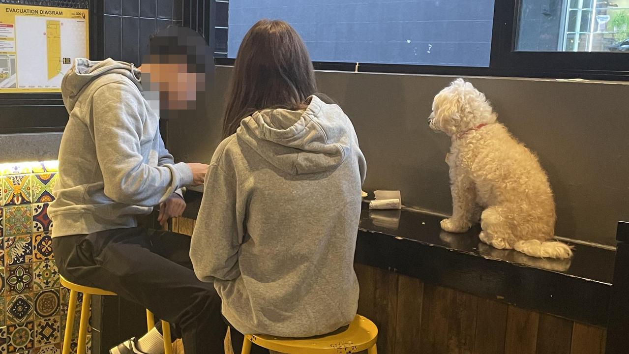 Two Guzman y Gomez customers have been slammed after allowing their pet dog to sit on a counter at the popular Mexican restaurant in Newtown. Picture: Supplied