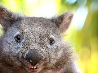 weekend read on dying wombats