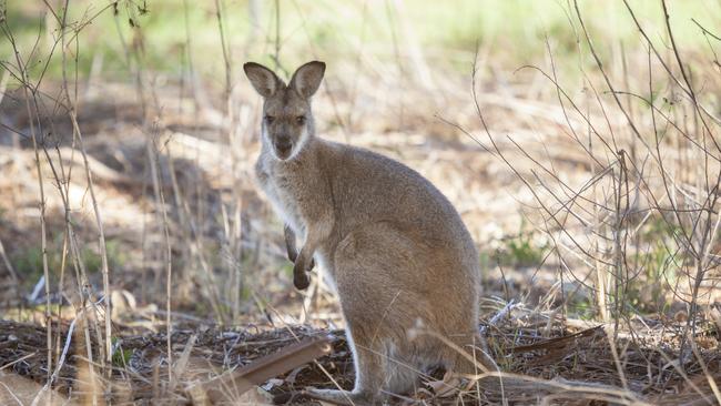 At least 84 kangaroos were found dead in Gobarup and Hotham as the state’s conservation regulator launches an investigation. Picture: iStock.