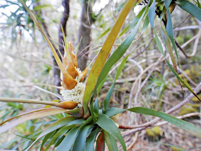 Day 2. Pineapple Candleheath (Richea dracophylla) on theThree Capes Track walk. PICTURE: Richard Jupe