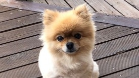 Miniature Pomeranian, Marbles, was snatched from a car on Wednesday. Picture: Victoria Police