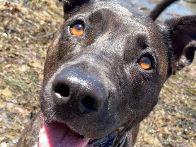 Molly is one of 35,000 dogs in the inner west. Picture: Red Kordial Kids