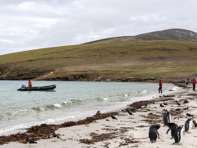 Falklands Cruise hike Photos by Rachelle Mackintosh. LOW RES ONLY