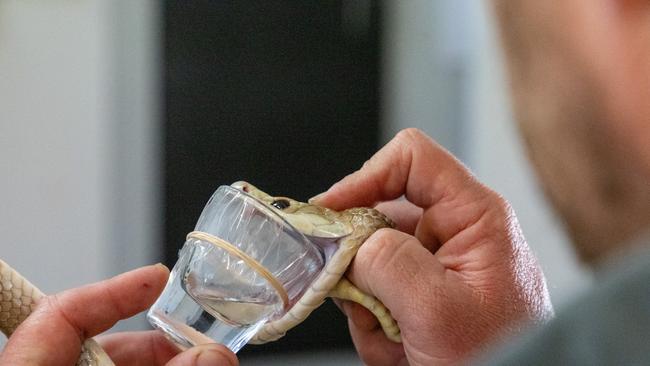 Staff at the reptile park are required to encourage snakes to bite on plastic pulled to the same tension of human skin to inject their venom. Picture: NewsWire Handout