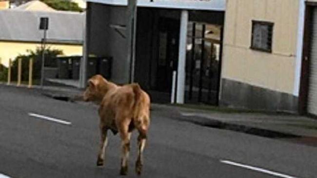A much more tolerable traffic jam. Picture: Katherine Emery