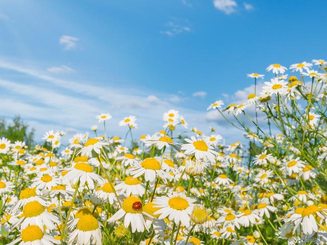 marguerite, daisy fields. photo: istock
