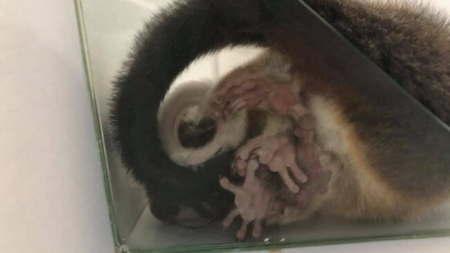 Somehow the ringtail possum squeezed on to the soap rack.