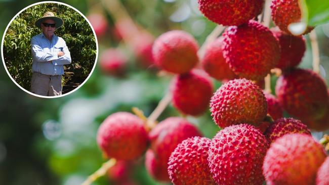 Top-tier North Queensland lychee ready to return to market