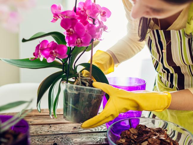 Check your pot plants regularly.