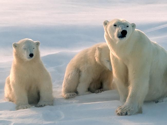 Polar bears in Canadian Arctic, Animal, Animals In The Wild, Arctic, Bear, Bear Cub, Canada, Cold Temperature, Cub, Horizontal, Nature, No People, Outdoors, Photography, Polar Bear, Snow, Wildlife, Winter, Generic, Thinkstock