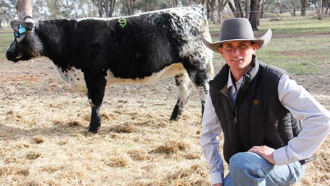 Jack Nelson, Jackungah Speckle Park at Pine Lodge, with heifer Jackungah Koda, which sold at the Pine Lodge sale on Friday. Picture: Jenny Kelly