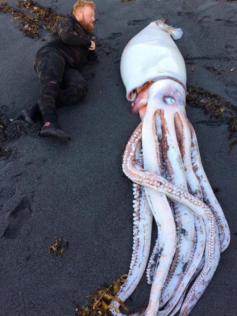 A 14ft giant squid washed up on a beach in New Zealand near Red Rocks, Wellington. Picture: Facebook.com/OceanHunterTeam