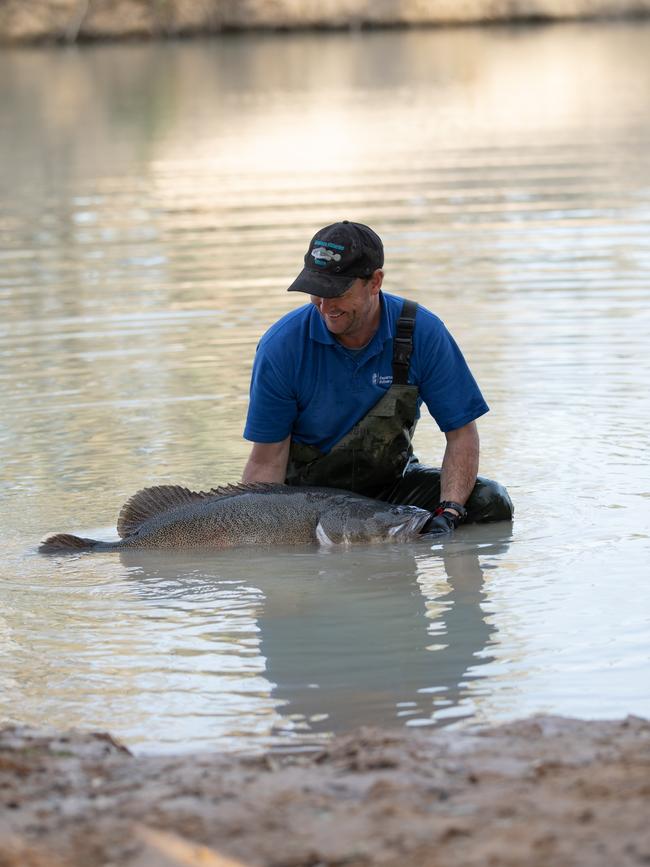 Martin Asmus collects a fish to be transported to safer waters before the river dries up.