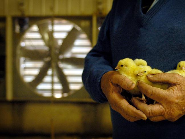 A poultry farmer, who did not want to be identified, pictured with young chicks in his huge, electronically controlled tunnel-ventilated chicken shed.