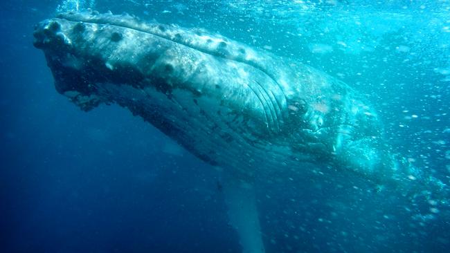 A pod of Humpback Whales off the Sydney coast today. MUST CREDIT Jonas Liebschner/ Whale Watching Sydney