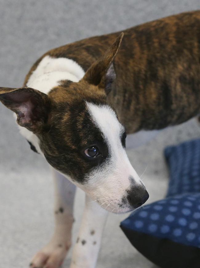 Jasper was handed to the RSPCA. Picture: Stewart McLean