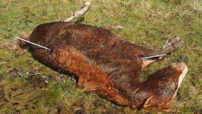 Photographer Dean Marsland used trajectory rods to show how a stallion and three mares were shot from above, by what locals say were Victorian government contractors.