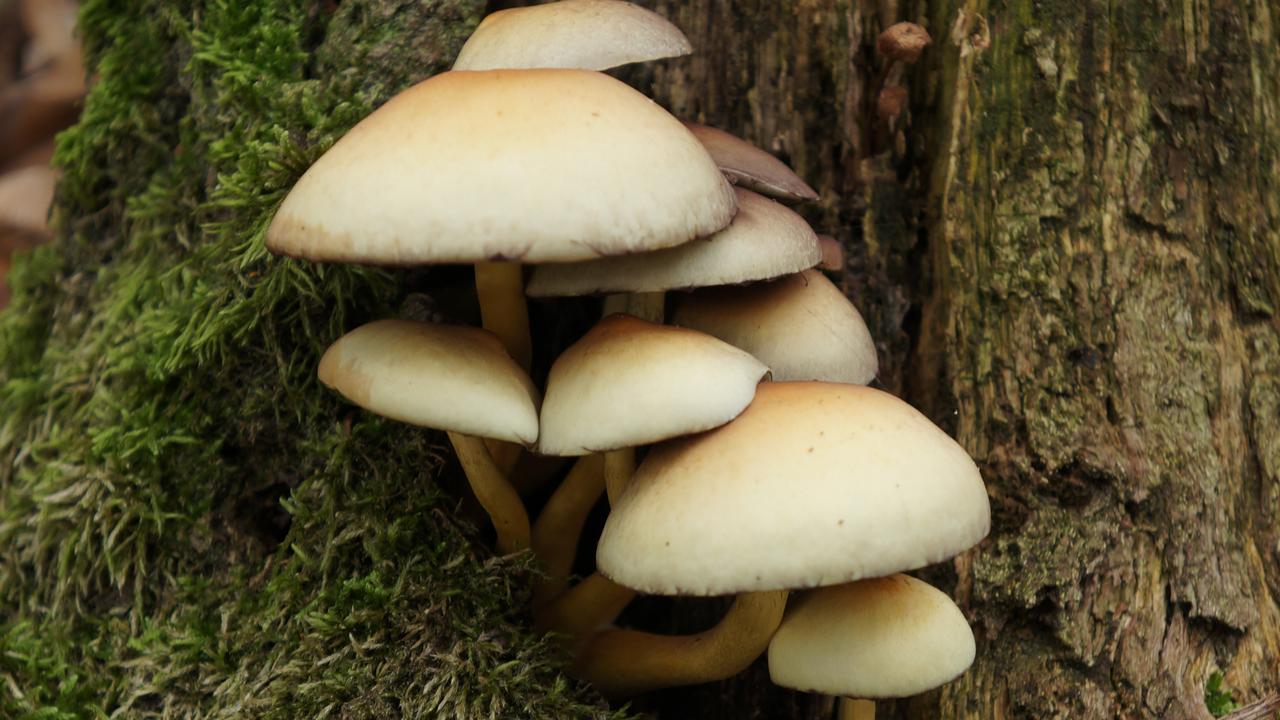 Psilocybe cubensis, a species of psychedelic mushroom, commonly called shrooms, magic mushrooms, golden tops, cubes, or gold caps.