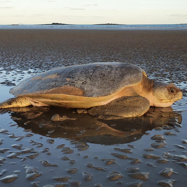 Volunteers who saved a hundred turtle hatchlings at Gladstone beach say ...